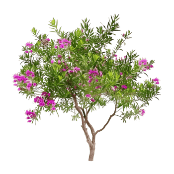 Chilopsis Linearis Tree Isolated on Transparent Background png