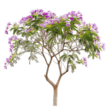 Chilopsis Linearis on Transparent Background Cutout png