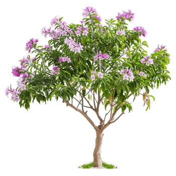 Chilopsis Linearis Tree with Clear Background png