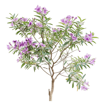 Chilopsis Linearis Isolated on Clear Background png