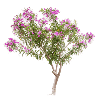 Chilopsis Linearis on Transparent Cutout png