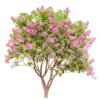 Chilopsis Linearis Tree Isolated on Clear Background png