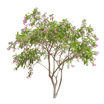 Chilopsis Linearis Isolated on Transparent Background png