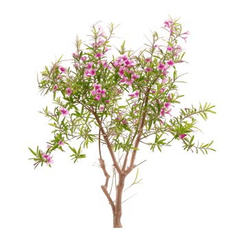 Chilopsis Linearis Isolated on Clear Cutout png