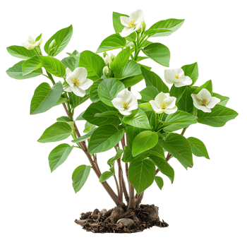 Cornus Canadensis Bush on Transparent Background png
