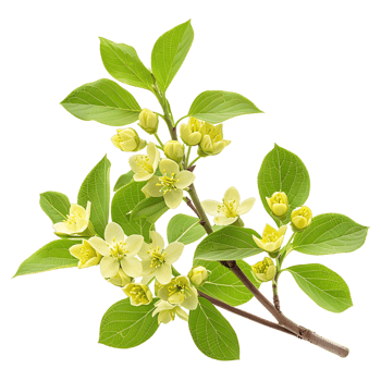 Cornus Canadensis on Clear Background png