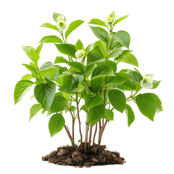 Cornus Canadensis on Transparent Background png