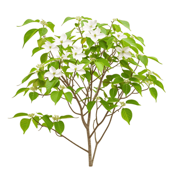 Cornus Canadensis Bush with Transparent Background png