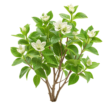 Cornus Canadensis Bush Isolated on Transparent Cutout png