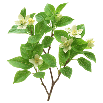 Cornus Canadensis Bush Isolated on Transparent Background png