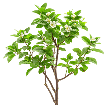 Cornus Canadensis on Clear Background Cutout png