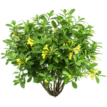 Hymenosporum Flavum Bush Isolated on Clear Background png