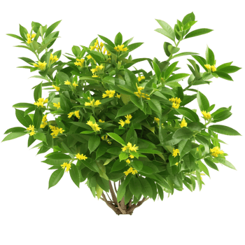 Hymenosporum Flavum Bush Isolated on Transparent Background png
