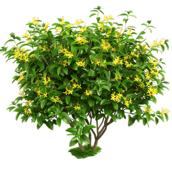 Hymenosporum Flavum Bush on Clear Background png