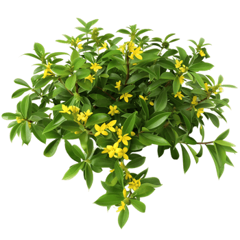 Hymenosporum Flavum Isolated on Clear Background png