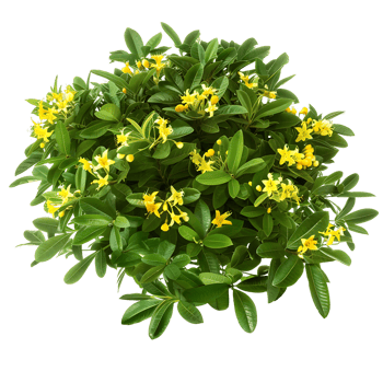 Hymenosporum Flavum Bush Isolated on Transparent png