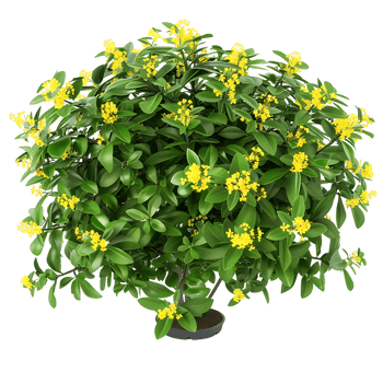 Hymenosporum Flavum on Transparent Background png