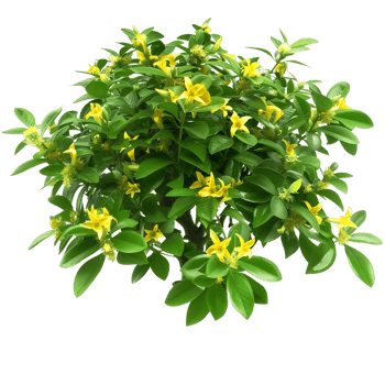 Hymenosporum Flavum Bush with Transparent Background png