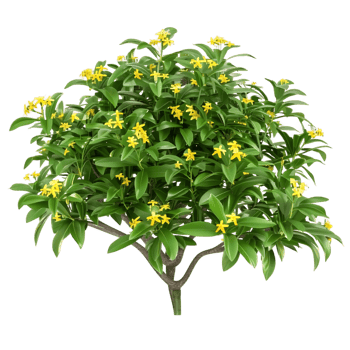 Hymenosporum Flavum Bush Isolated on Clear Background png