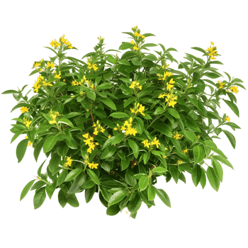 Hymenosporum Flavum Bush on Clear Background Cutout png