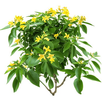 Hymenosporum Flavum Bush Isolated on Clear Cutout png