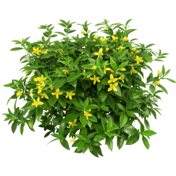 Hymenosporum Flavum Isolated on Transparent Background png
