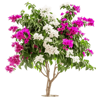 Bougainvillea Glabra Treeline on Transparent Background png