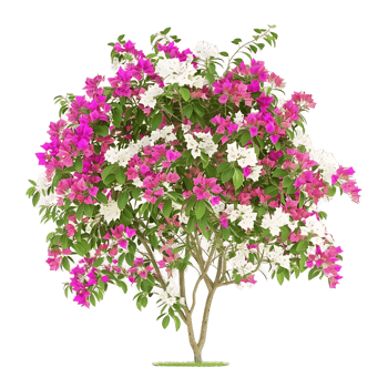 Bougainvillea Glabra Treeline Isolated on Clear Background png