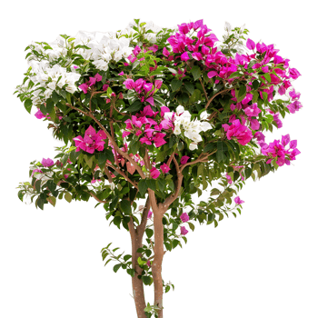 Bougainvillea Glabra Treeline Isolated on Transparent Cutout png