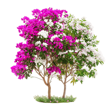 Bougainvillea Glabra on Transparent Background png