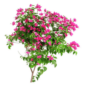 Bougainvillea Glabra Treeline Isolated on Transparent png