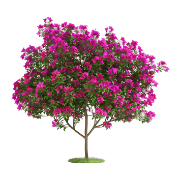 Bougainvillea Glabra Treeline Isolated on Clear Background png