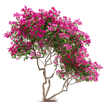 Bougainvillea Glabra Isolated on Transparent Background png