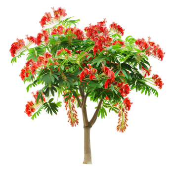 Caesalpinia Pulcherrima Tree on Transparent Background png