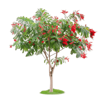 Caesalpinia Pulcherrima Tree Isolated on Transparent Background png