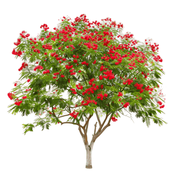 Caesalpinia Pulcherrima Tree on Transparent Cutout png