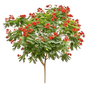 Caesalpinia Pulcherrima Tree with Transparent Background png