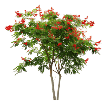 Caesalpinia Pulcherrima on Transparent Background Cutout png