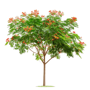 Caesalpinia Pulcherrima Tree Isolated on Clear Cutout png