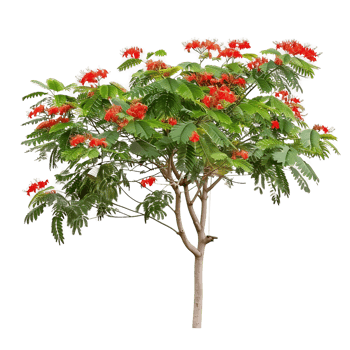 Caesalpinia Pulcherrima Tree Isolated on Transparent Cutout png