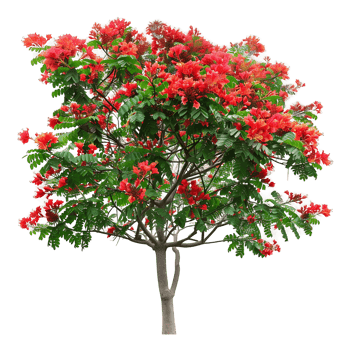 Caesalpinia Pulcherrima Tree Isolated on Clear Background png