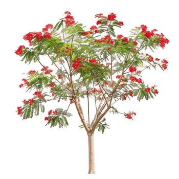 Caesalpinia Pulcherrima Tree with Clear Background png