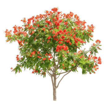 Caesalpinia Pulcherrima on Transparent Background png