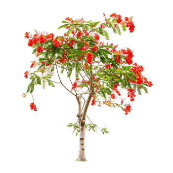 Isolated Caesalpinia Pulcherrima Tree on Transparent Background png