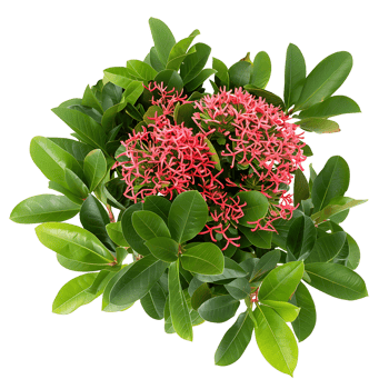 Ixora Taiwanensis Treeline Isolated on Transparent Cutout png