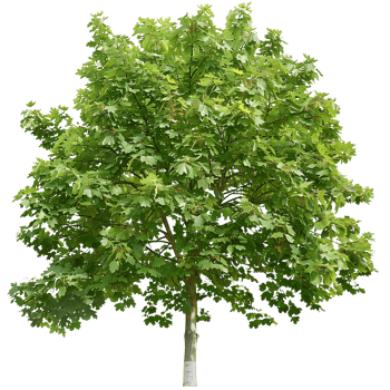 Platanus Acerifolia Tree Isolated on Clear Background png
