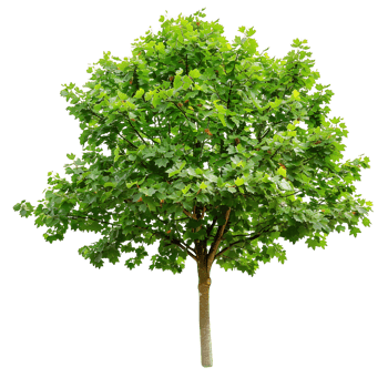 Platanus Acerifolia Tree Isolated on Transparent Background png