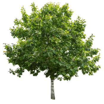 Platanus Acerifolia Cutout on Transparent png