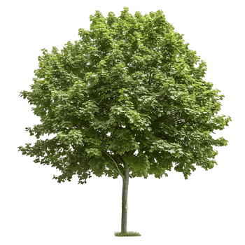 Platanus Acerifolia Tree on Clear Background png