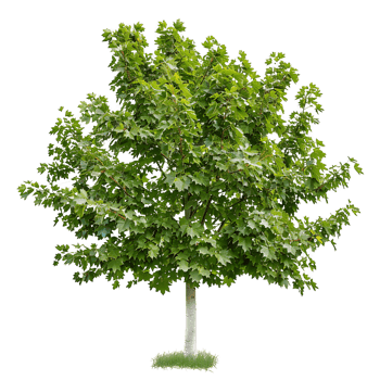 Platanus Acerifolia Tree Isolated on Transparent png